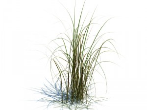 nature collection v2 3D Model