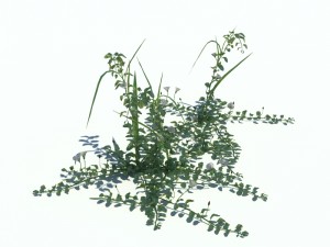 nature collection v2 3D Model