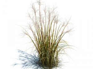 nature collection v2 3D Model