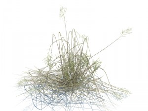 nature collection v2 3D Model