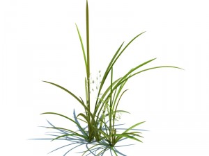 nature collection v2 3D Model