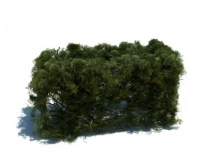 nature collection v2 3D Model