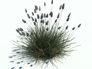 nature collection v2 3D Model
