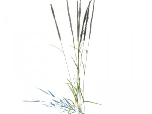 nature collection v2 3D Model
