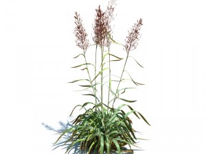 nature collection v2 3D Model