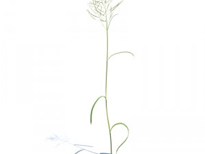 nature collection v2 3D Model