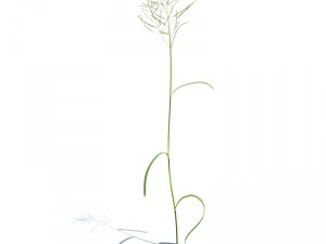 nature collection v2 3D Model