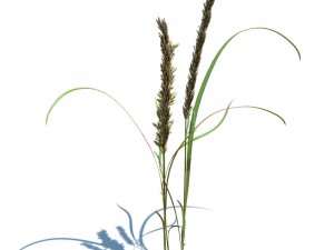nature collection v2 3D Model