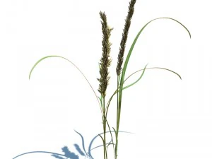 nature collection v2 3D Model