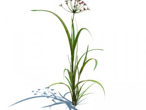 nature collection v2 3D Model