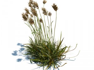 nature collection v2 3D Model
