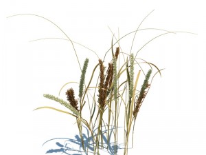nature collection v2 3D Model