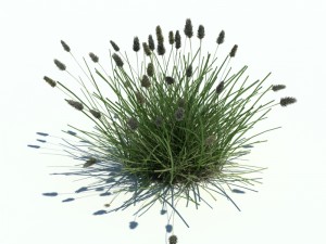 nature collection v2 3D Model