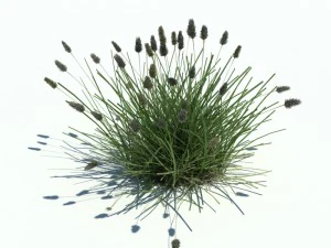 nature collection v2 3D Model
