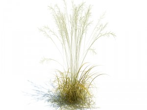 nature collection v2 3D Model