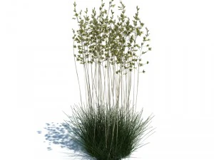 nature collection v2 3D Model