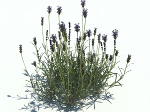 nature collection v2 3D Model