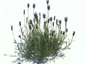 nature collection v2 3D Model
