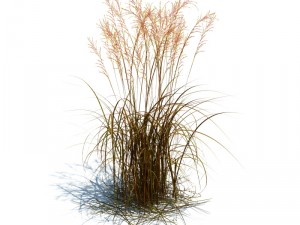nature collection v2 3D Model