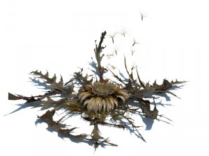 nature collection v2 3D Model