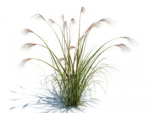 nature collection v2 3D Model