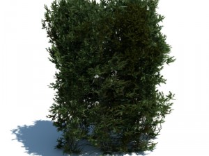 nature collection v2 3D Model