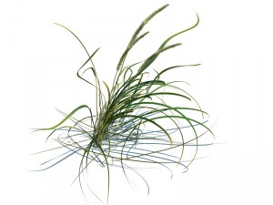 nature collection v2 3D Model