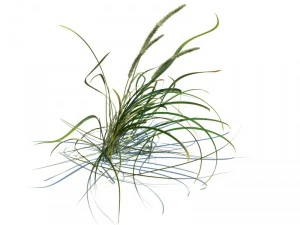 nature collection v2 3D Model