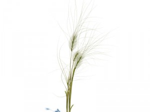 nature collection v2 3D Model