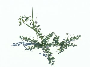 nature collection v2 3D Model