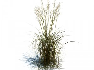 nature collection v2 3D Model