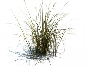 nature collection v2 3D Model
