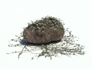 nature collection v2 3D Model