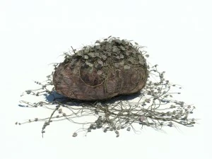 nature collection v2 3D Model