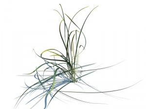 nature collection v2 3D Model