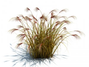 nature collection v2 3D Model