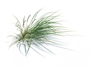 nature collection v2 3D Model
