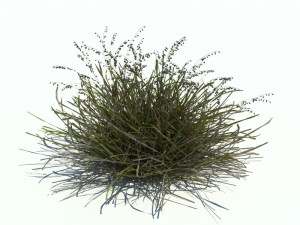 nature collection v2 3D Model