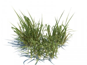 nature collection v2 3D Model