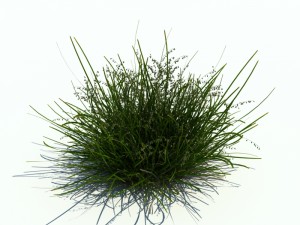 nature collection v2 3D Model
