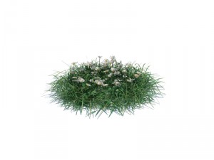simple grass Modèle 3D