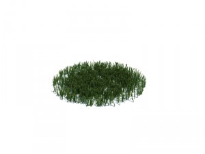 simple grass Model 3D