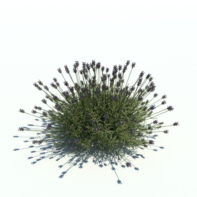 lavandula 3D Model .c4d .max .obj .3ds .fbx .stl .blend