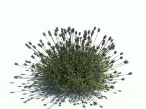 lavandula Model 3D