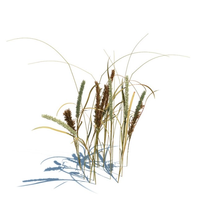 melica celiata 3D Model .c4d .max .obj .3ds .fbx .stl .blend 