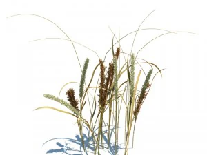 멜리카 섬모 3D 모델