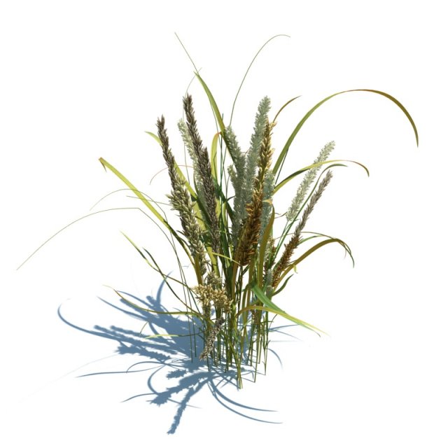 melic ciliata 3Dモデル .c4d .max .obj .3ds .fbx .stl .blend