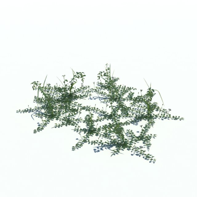 convolvulus arvensis 3D Modell .c4d .max .obj .3ds .fbx .stl .blend 