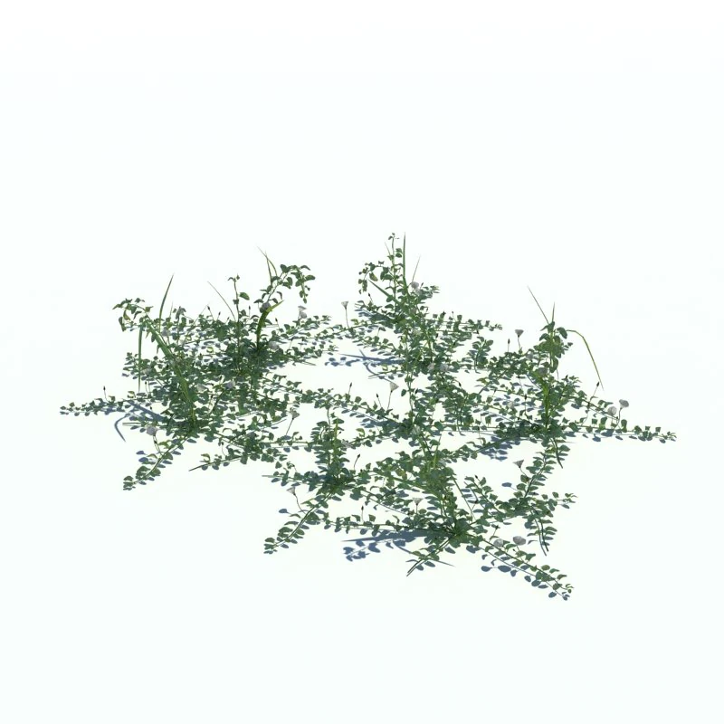convolvulus arvensis 3D Model .c4d .max .obj .3ds .fbx .stl .blend 