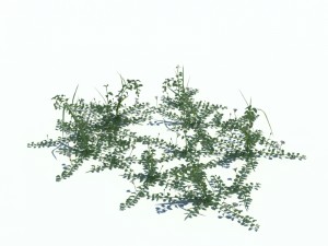 convolvulus arvensis Modèle 3D